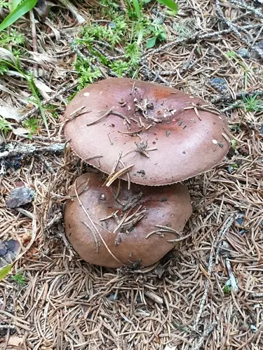 Russula integra (Russula integra), photo