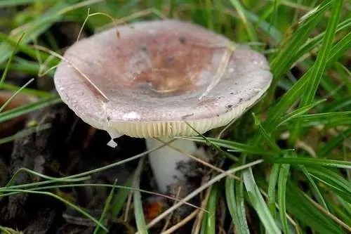 Marbled Brittlegill (Russula ionochlora), photo