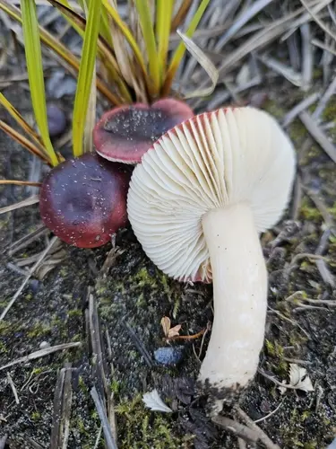 Willow Brittlegill (Russula laccata), photo