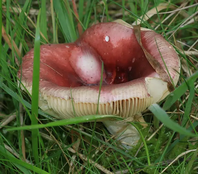 Lilac Brittlegill (Russula lilacea), photo