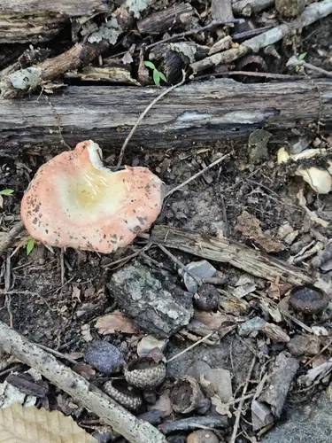 Russula luteobasis (Russula luteobasis), photo