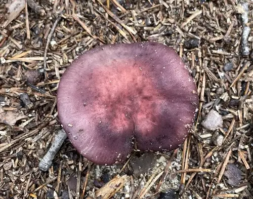 Purple-Bloom Russula (Russula mariae), photo