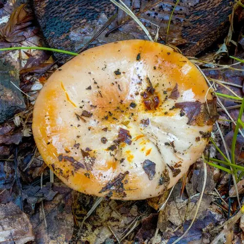 Russula melliolens (Russula melliolens), photo