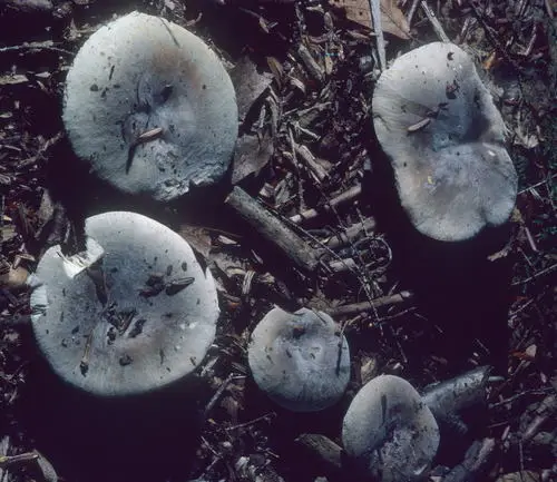 Modest Russula (Russula modesta), photo