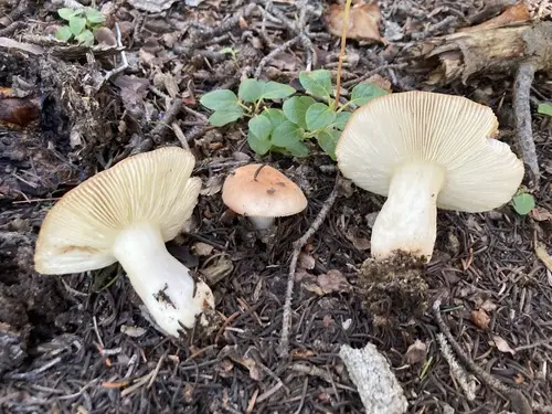 Russula montana (Russula montana), photo