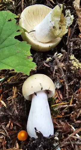 Russula mordax (Russula mordax), photo