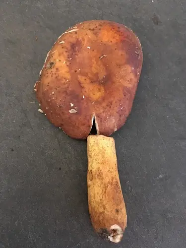 Orange Bile Mushroom (Russula mutabilis), photo