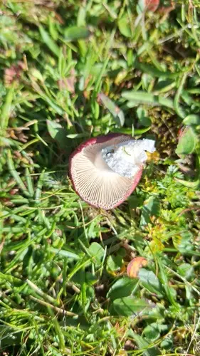 Alpine Brittlegill (Russula nana), photo