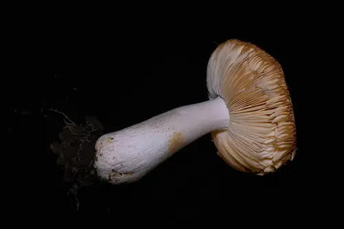 Russula obscurozelleri (Russula obscurozelleri), photo