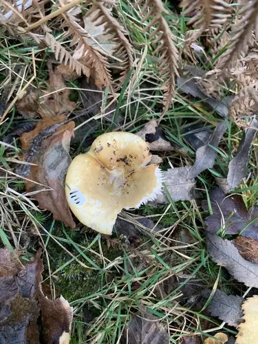 Common Yellow Russula (Russula ochroleuca), photo