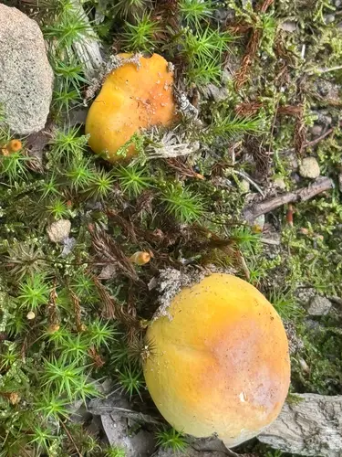Russula ochroleucoides (Russula ochroleucoides), photo