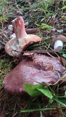 Olive Brittlegill (Russula olivacea), photo
