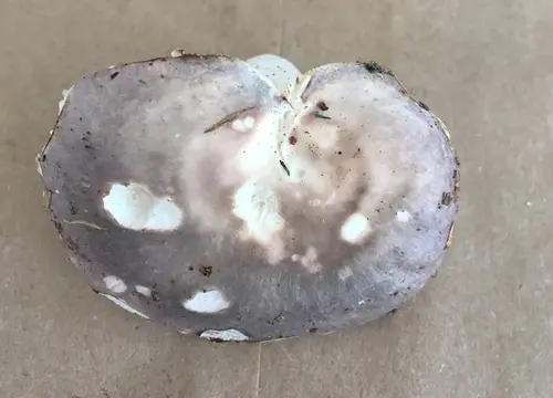 Purple Cap Russula (Russula ornaticeps), photo