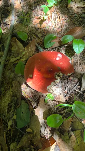 Hintapink (Russula paludosa), photo