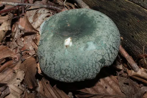 Blue-Green Cracking Russula (Russula parvovirescens), photo