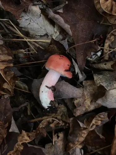 Peck's Russula (Russula peckii), photo