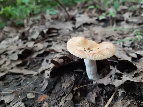 Russula pectinatoides (Russula pectinatoides), photo