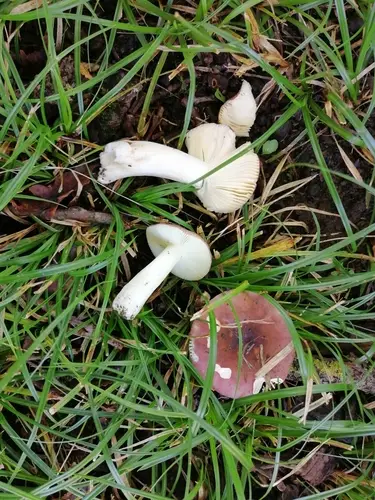 Pelargonium Brittlegill (Russula pelargonia), photo