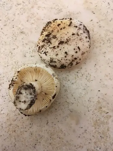 Russula perlactea (Russula perlactea), photo