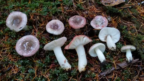 Russula phoenicea (Russula phoenicea), photo