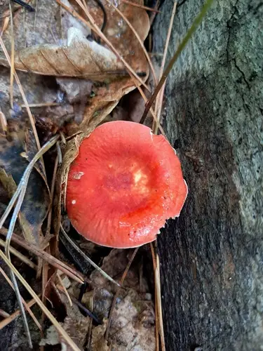 Russula pseudolepida (Russula pseudolepida), photo
