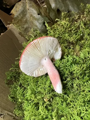 Russula pseudopeckii (Russula pseudopeckii), photo