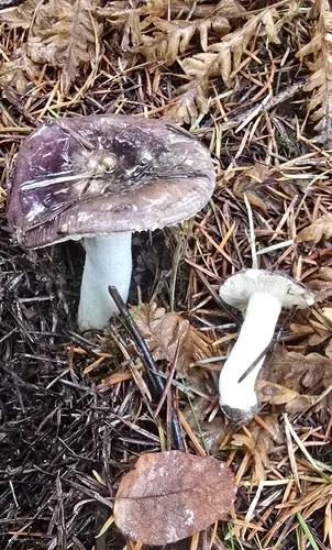 Russula pseudotsugarum (Russula pseudotsugarum), photo