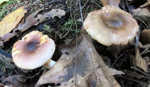 Yellowing Brittlegill (Russula puellaris), photo