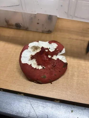 Russula pulchra (Russula pulchra), photo