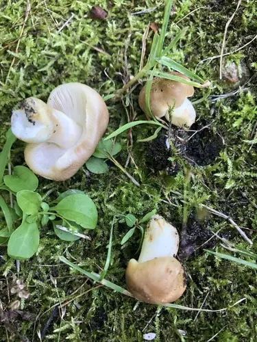 Russula pulverulenta (Russula pulverulenta), photo