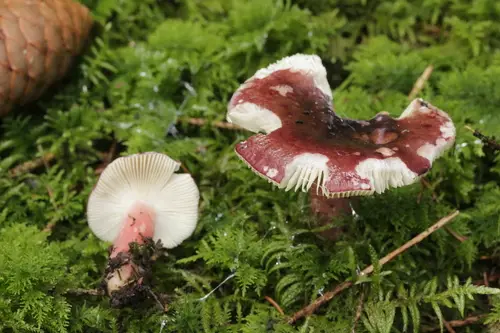 Fruity Brittlegill (Russula queletii), photo