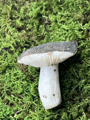 Russula redolens (Russula redolens), photo
