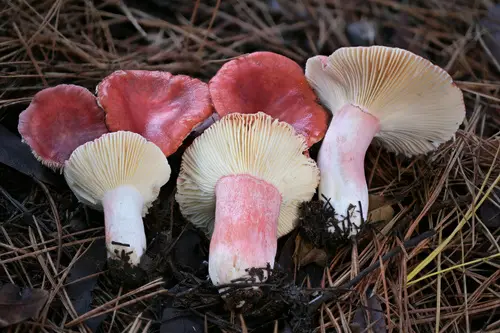 Redhead Russula (Russula rhodocephala), photo