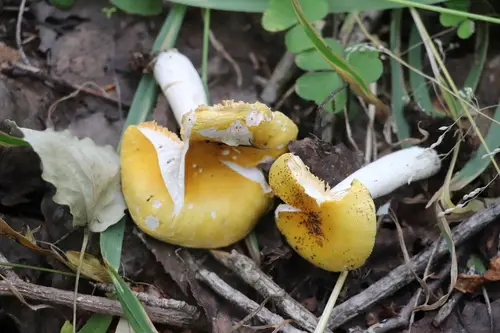 Golden Brittlegill (Russula risigallina), photo