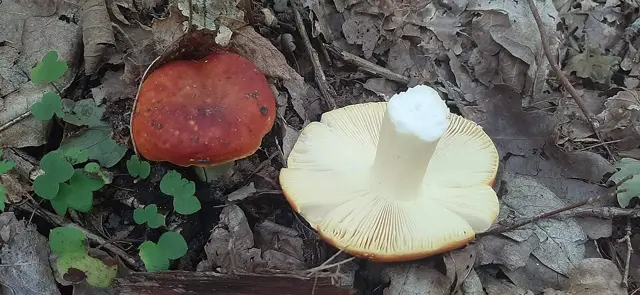 Russula romellii (Russula romellii), photo