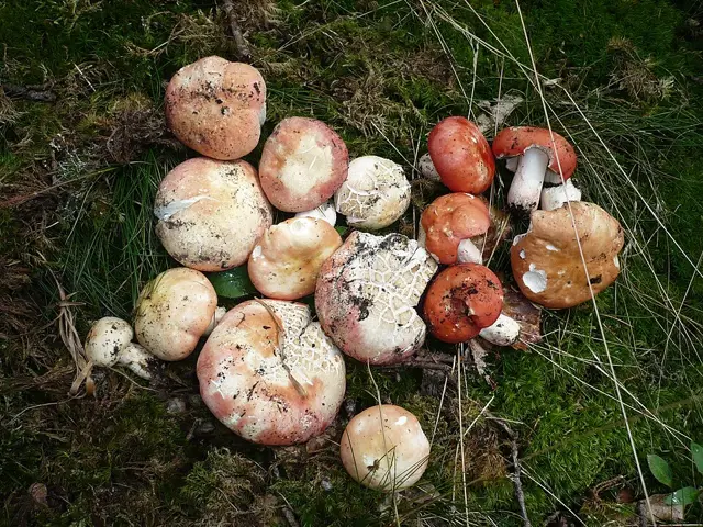 Rosy Brittlegill (Russula rosea), photo