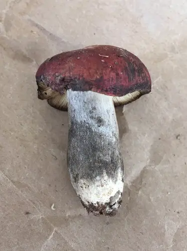 Russula rubescens (Russula rubescens), photo