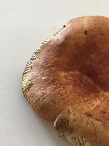 Russula rugulosa (Russula rugulosa), photo
