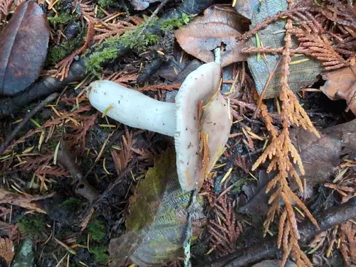 Russula salishensis (Russula salishensis), photo
