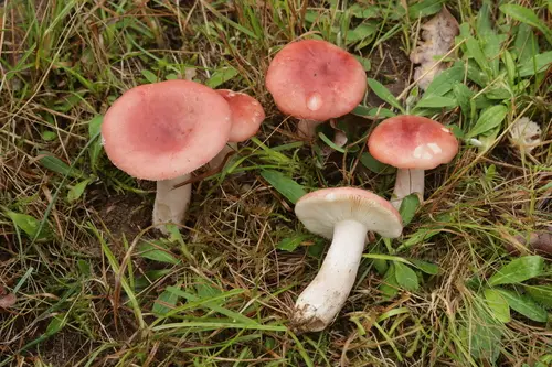 Bloody Brittlegill (Russula sanguinaria), photo