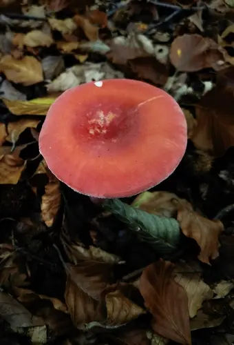 Bloody Brittlegill (Russula sanguinea), photo