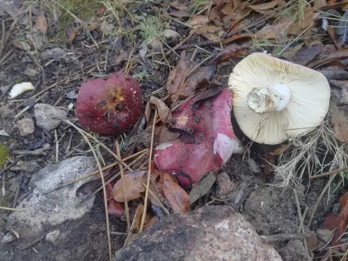 Russula seperina (Russula seperina), photo