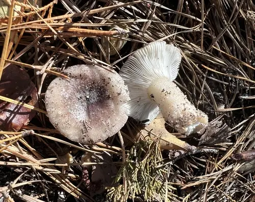 Russula sericeonitens (Russula sericeonitens), photo