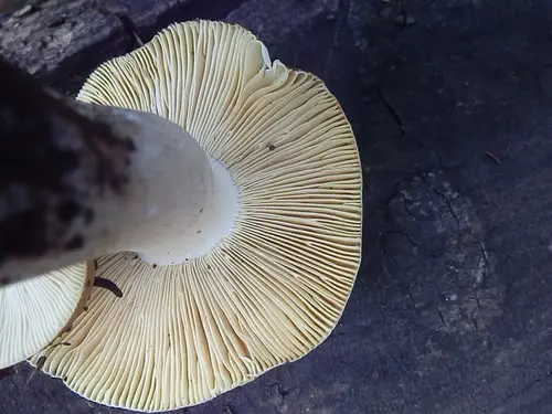 Russula sierrensis (Russula sierrensis), photo