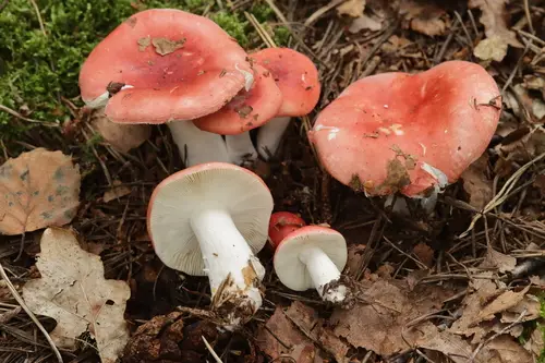 Russula silvestris (Russula silvestris), photo