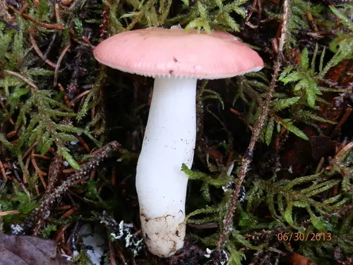 Emetic Russula (Russula silvicola), photo