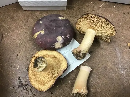 Russula squalida (Russula squalida), photo