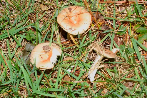 Russula stricta (Russula stricta), photo