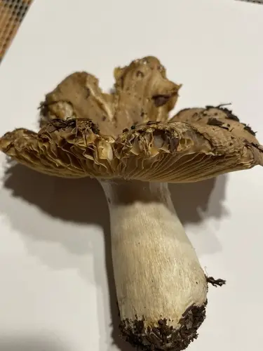 Russula stuntzii (Russula stuntzii), photo