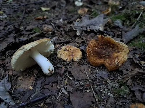 Least Stinking Brittlegill (Russula subfoetens), photo